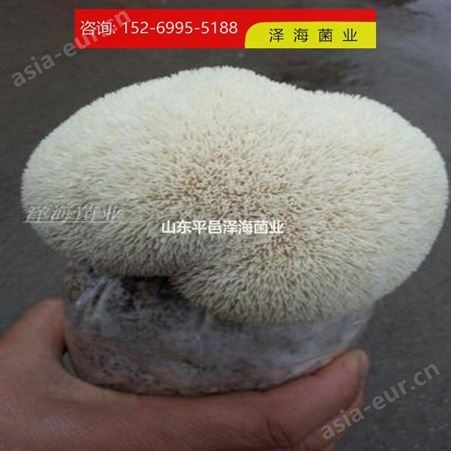 青岛猴头菇菌种销售 食用菌
